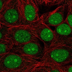 C7orf50 Antibody, Novus Biologicals:Antibodies:Primary Antibodies
